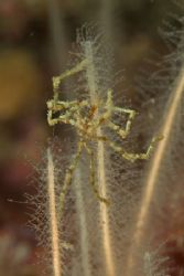 Sea spider, Scotland 60mm,twin flashguns. by Derek Haslam 